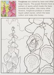 Cover of Flowers
