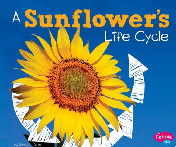 Cover of Sunflower's Life Cycle